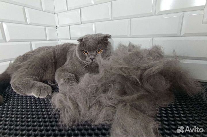 Грумер (экспресс-линька,стрижка,тримминг) груминг