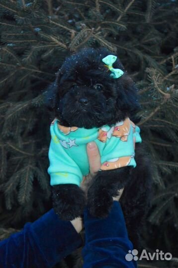 Мальтипушки