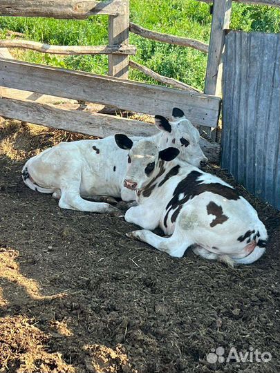 Дойные коровы с телятами