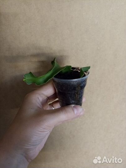 Фиалка, хойи, пепероми, сингониум