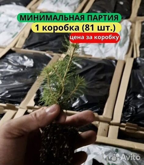 Сеянцы ели европейской зкс от производителя
