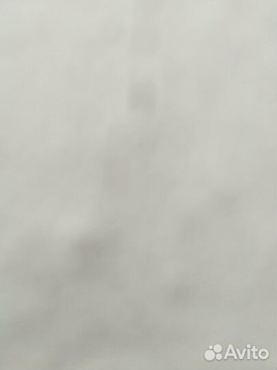 Нашли кошку, сфинкс