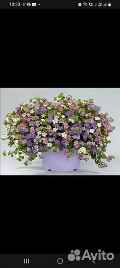 Бакопа рассада