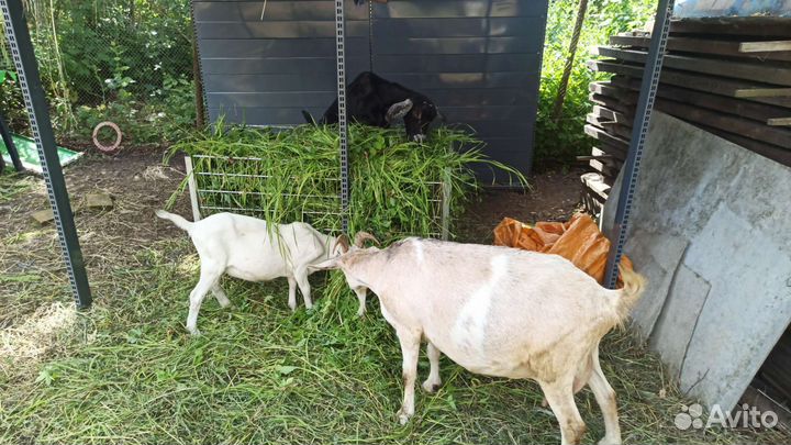 С/х животные