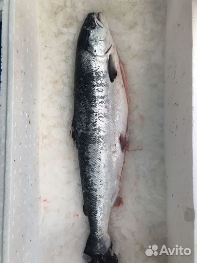 Лосось охлажденный баренцевоморский