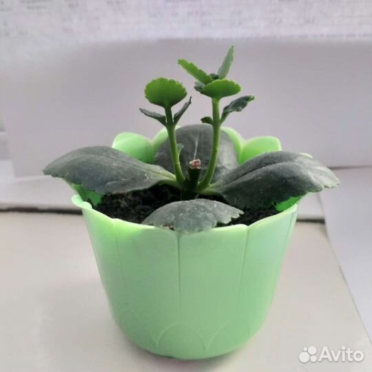 Каланхоэ белый махровый