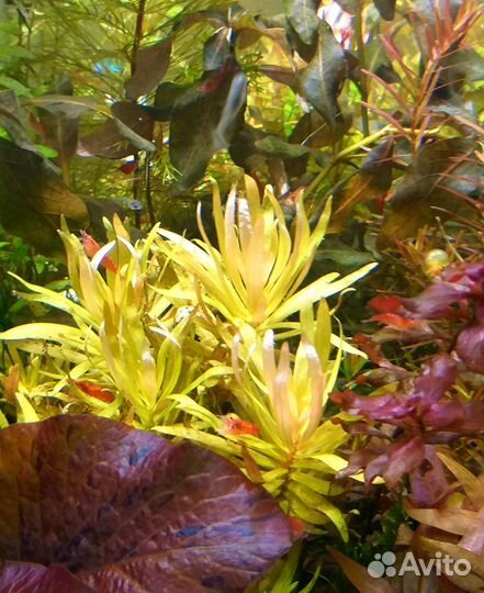 Аквариумные растения. Креветки вишня, гуппи