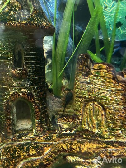 Сомики анциструсы