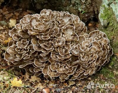 Гриб Мейтаке