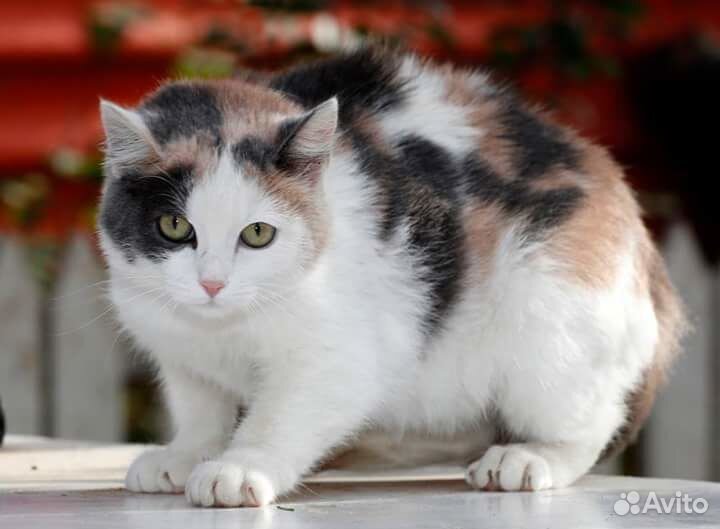 Кошачий рай,но все хотят домой