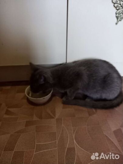 Кошка