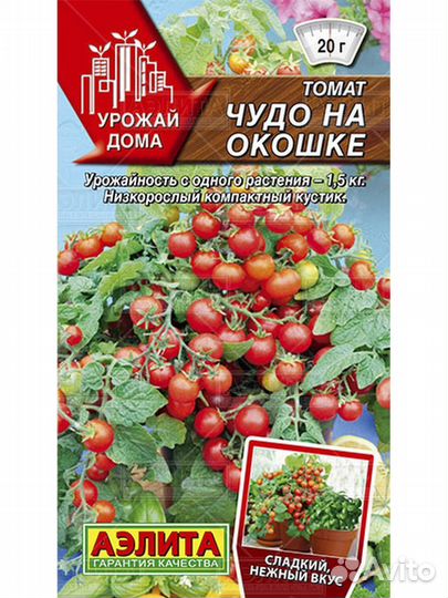 Рассада балконных томатов