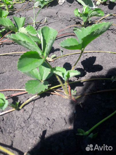 Рассада клубники (усы)