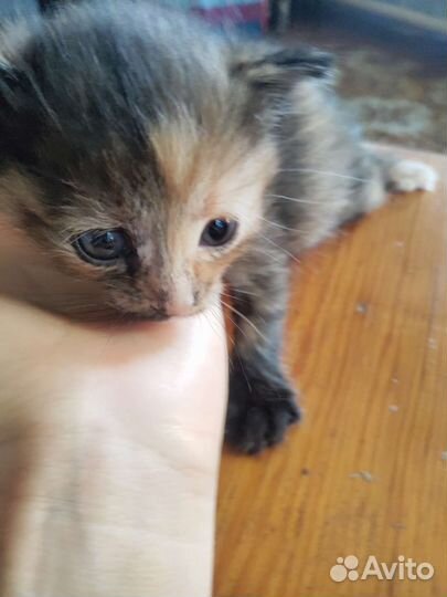 Котенок