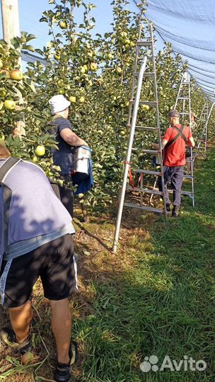 Рабочий на сбор яблок вахта липецк