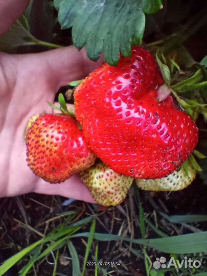 Рассада клубники чамора туруси