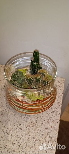 Флорариум с кактусами