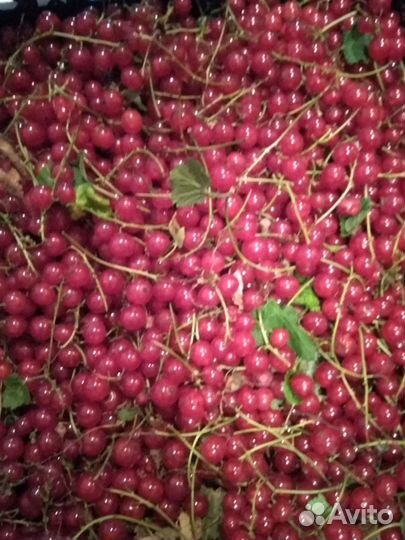 Малина смородина крыжовник клубника яблоки варенье