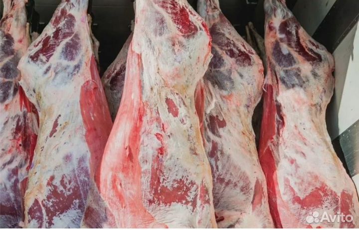 Мясо коров и быков