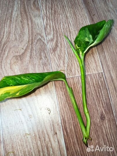 Монстера lechleriana var