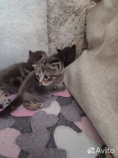 Шотландская кошка