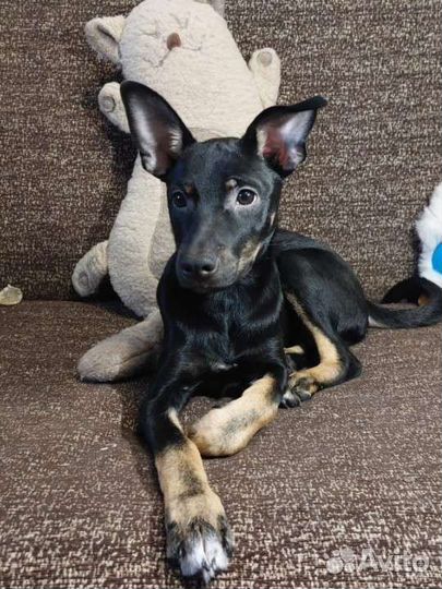 Собака в добрые руки