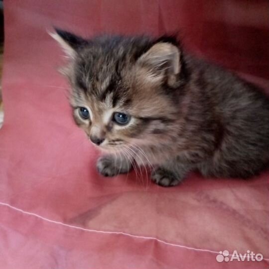 Кошки в добрые руки бесплатно