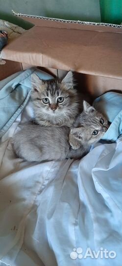 Котята в добрые руки