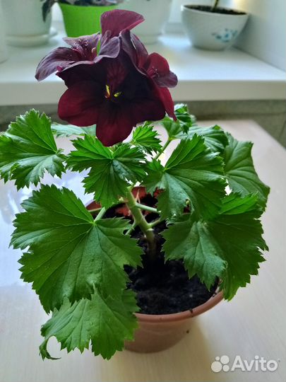 Герань пеларгония королевская