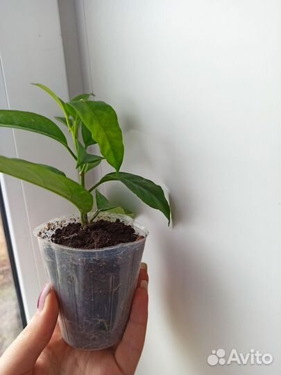 Хойя мультифлора