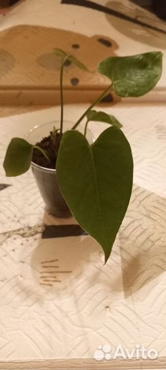 Комнатные цветы антуриум