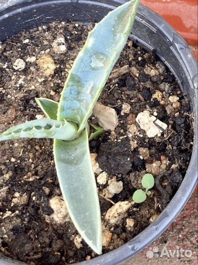 Агава голубая, американская, молодило