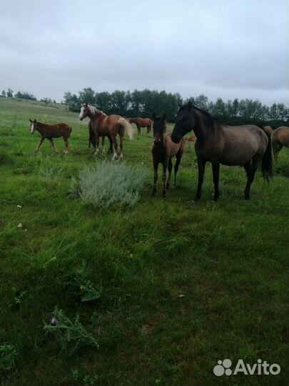 Продаются кобылы с жеребятами