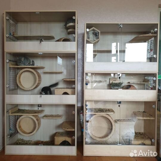 Передержка грызунов шиншилл