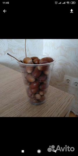 Жёлуди на посадку, лечение,поделки и прочее