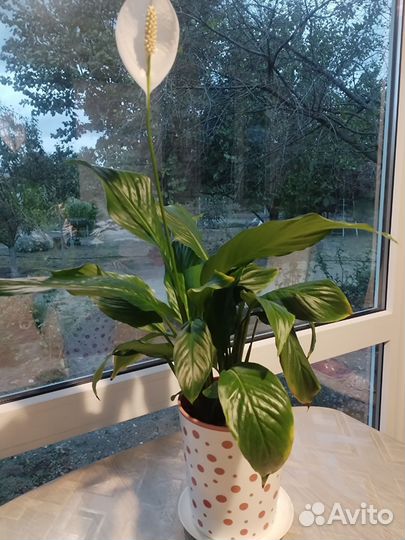 Спатифиллум