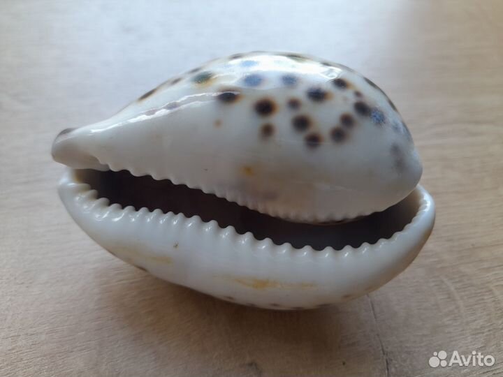 Морские ракушки, раковины