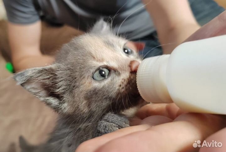 Очень ручной котенок