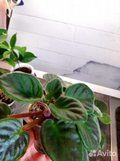 Фиалка ретро