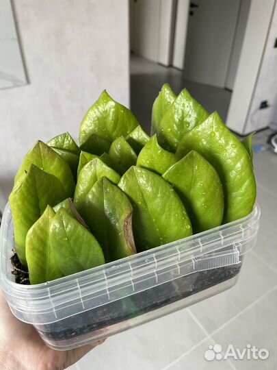 Замиокулькас