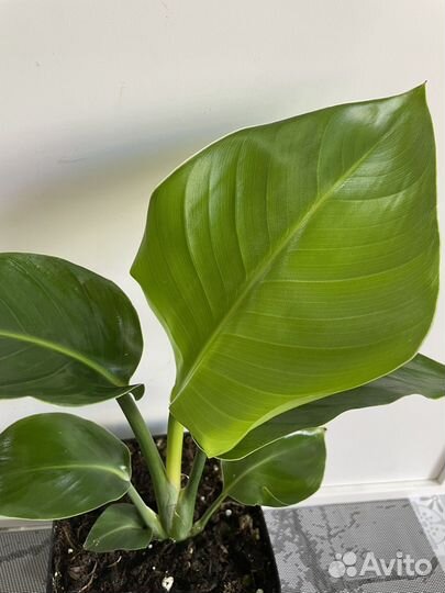 Стрелиция Николая