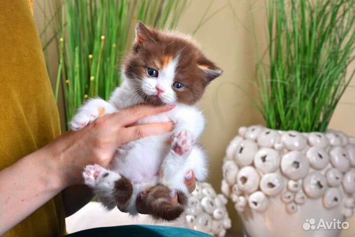Британские котята изысканных окрасов