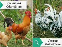 Цыплята Леггорн Далматинец, Кучинская Юбилейная