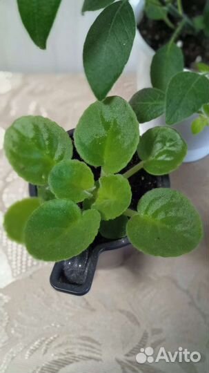 Комнатные цветы