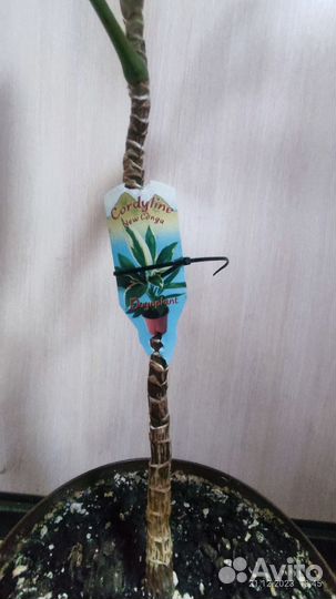 Кордилина Фруктикоза Конга