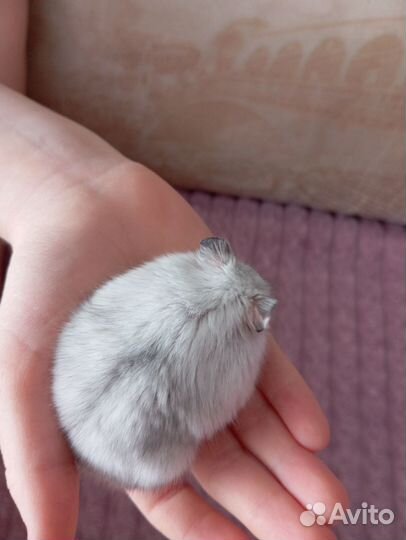 Джунгарский хомяк с клеткой