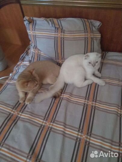 Передержка кошек, собак, грызунов. Котоняня