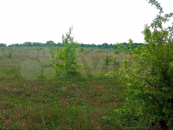 Участок 10 сот. (СНТ, ДНП)