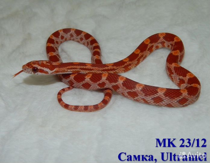 Маисовый полоз