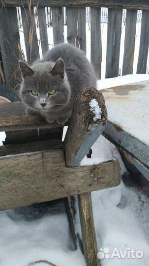 Отдам кошечку